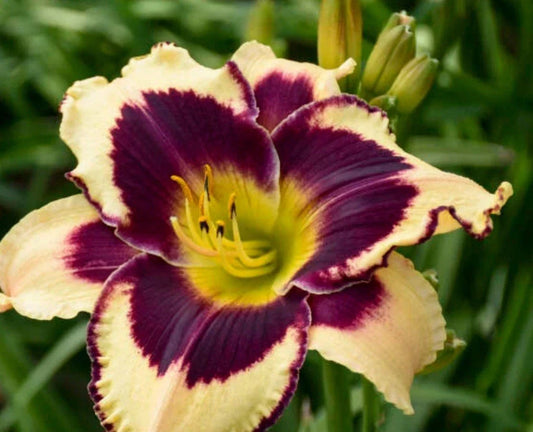 Inkheart Daylily Plant - Perennial Flowering Bare Root with Deep Red Blooms & Dark Purple Eye | Hemerocallis 'Inkheart'