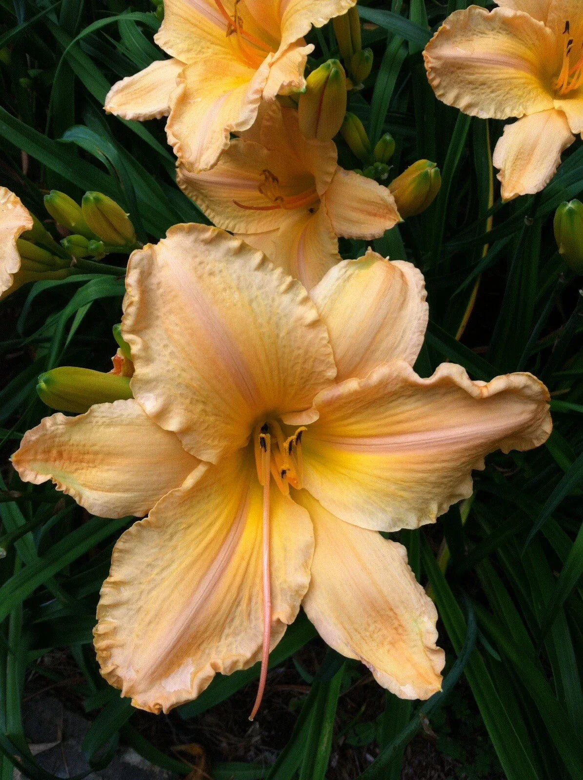 Yellow Apricot Daylily Plant - Bare Root Hemerocallis 'Clif Hayes' with 7.5" Blooms, Perennial Flower for Garden Beds & Borders