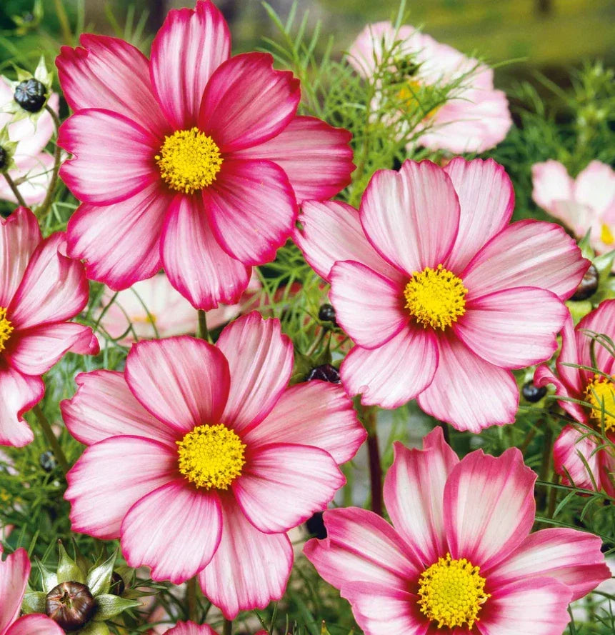Cosmos Seeds - 100 Non-GMO Red Stripe Bi-Colored Flowers - Butterfly & Pollinator Friendly - Cosmos bipinnatus