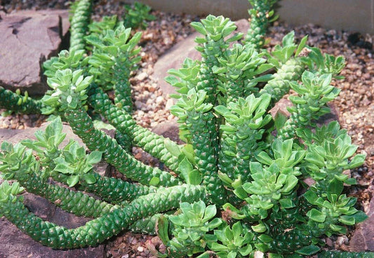 Monadenium Guntheri Bonsai Plant – Rare Caudex Euphorbia – 2-Inch Rooted Piece – Unique Succulent for Indoor Garden and Collectors