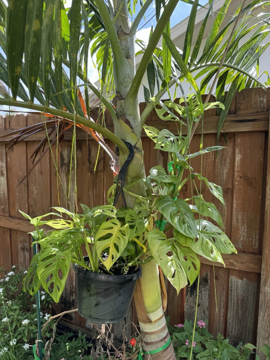 Monstera Plant Cutting - Swiss Cheese Variety - Rooted Indoor Houseplant - Monstera adansonii