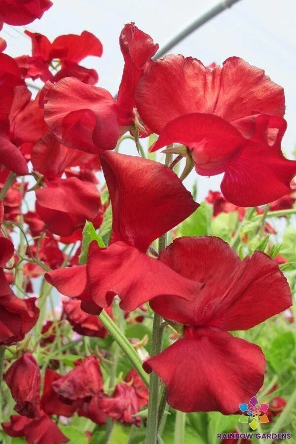 George McAra Sweet Pea Seeds - 50+ Pack, Fragrant Climbing Vine, Lathyrus odoratus, Garden Planting, Non-GMO, USA Free Shipping