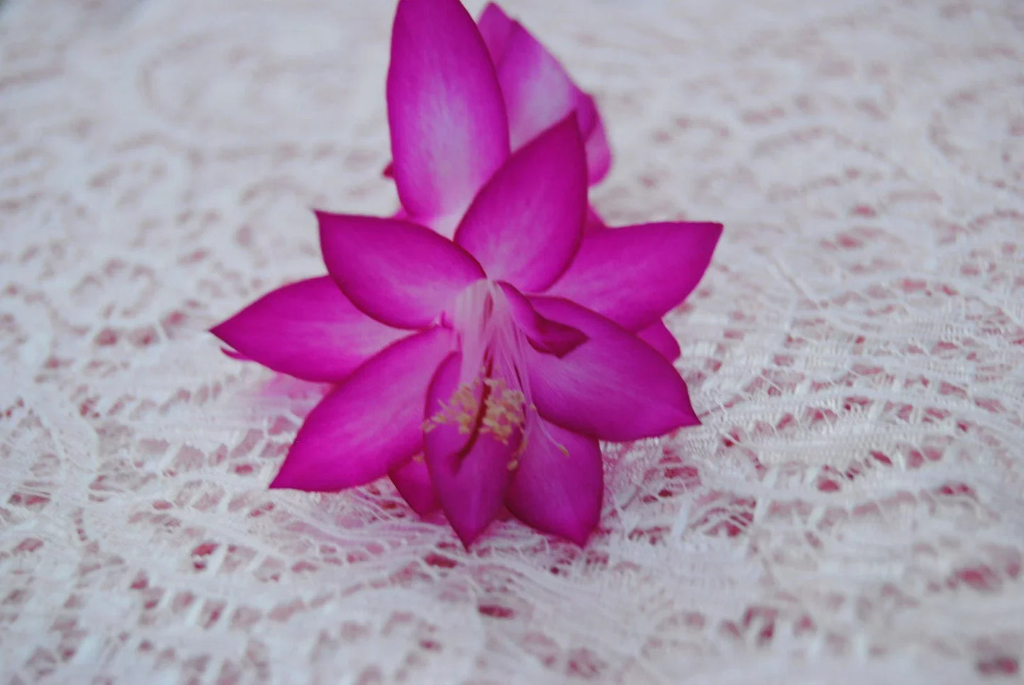 Christmas Cactus Starter Plant - Japanese Dream - Schlumbergera Truncata - Holiday Decor & Gift - Vibrant Blooms