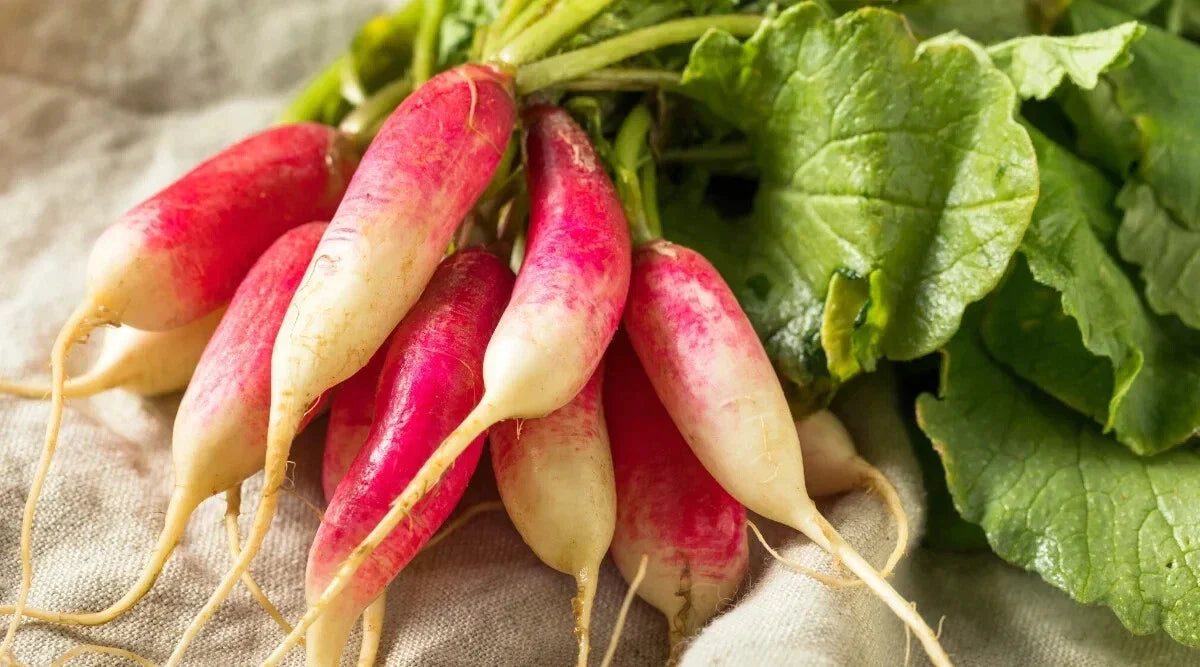 French Dressing Radish Seeds 500+ Pack Raphanus sativus Garden Planting Non-GMO, Fast Germination