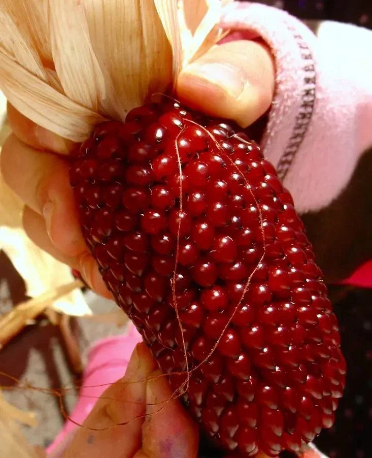 Strawberry Ruby Corn Seeds, Organic Heirloom Zea mays, Sweet Vibrant Popcorn, 30+ Seeds for Garden Planting