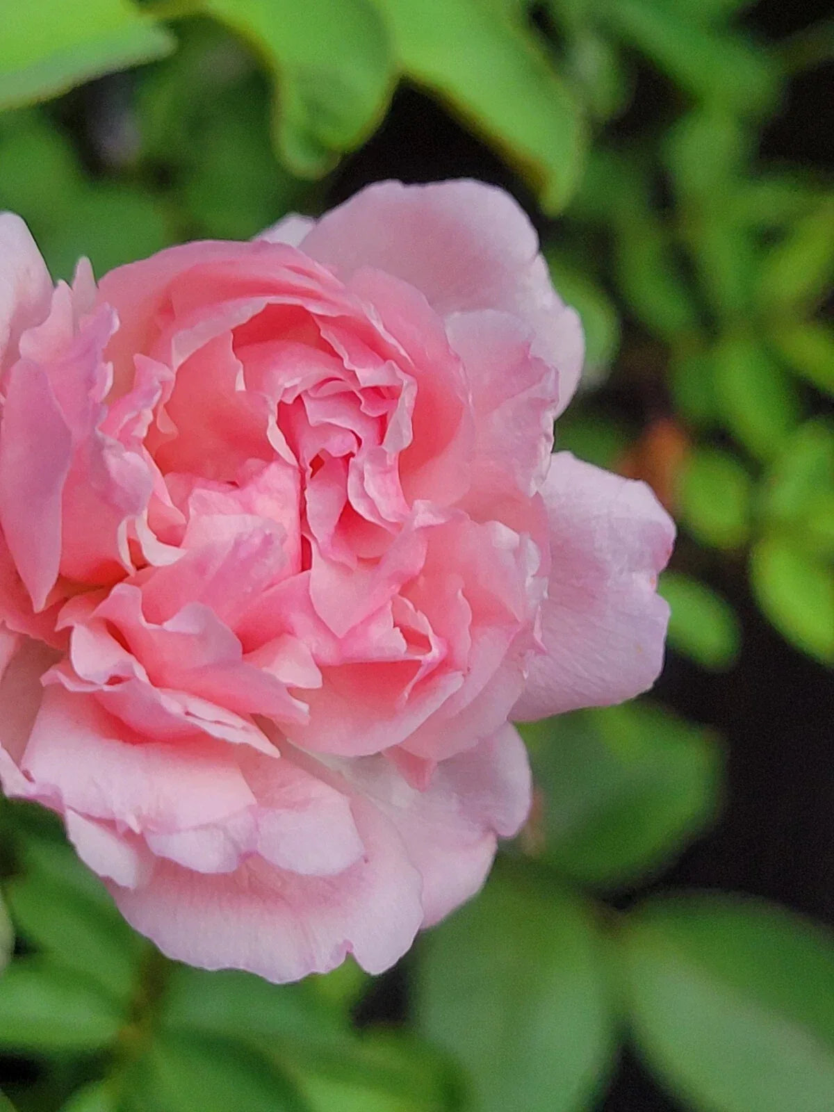 Pink Garden Rose Cuttings - Climbing Rosa 'Climbing Pink' - 5-8 Inch Unrooted Flowering Plant