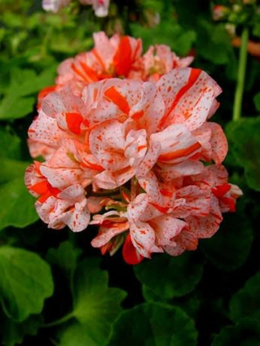 Orange White Geranium Seeds - Pelargonium maculatum Perennial Flower Seeds for Borders & Containers - Bright Blooming, Pollinator Attracting, Easy to Grow