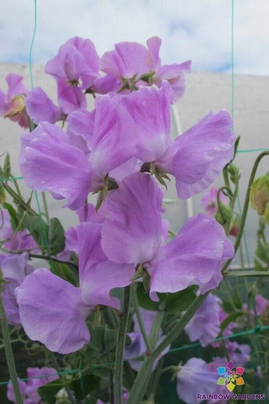Karen Louise Sweet Pea Seeds - 50+ Pack, Fragrant Pink & White, Climbing Vine, Lathyrus odoratus, Garden Planting, USA Grown