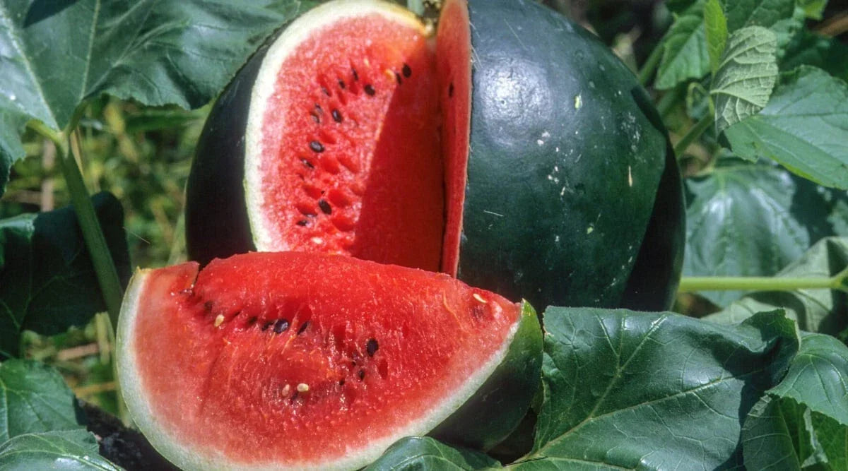Small Shining Light Watermelon Seeds, Citrullus lanatus, Non-GMO, 50+ Seeds for Home Garden, Juicy, Sweet, Vining Fruit, USA Grown