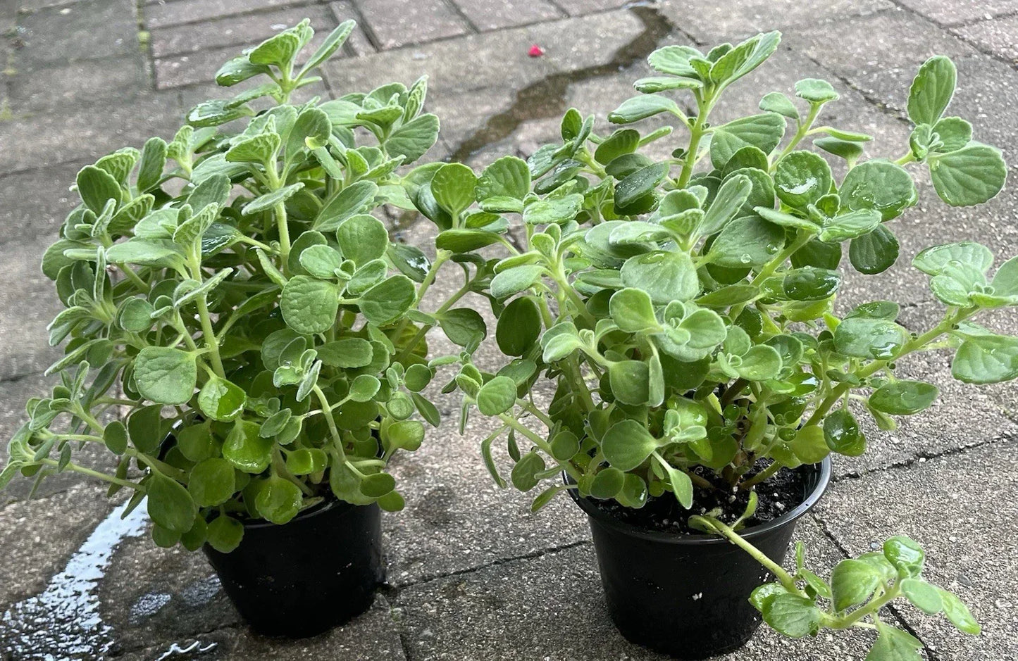 Vicks Plant Starter 4-Inch Pot Plectranthus Tomentosa Aromatic Herb Indoor Outdoor Garden