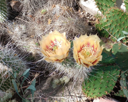 Opuntia erinacea Cactus 1 Pad with Yellow Orange Flowers, Cold-Hardy Succulent for Garden or Indoor Use