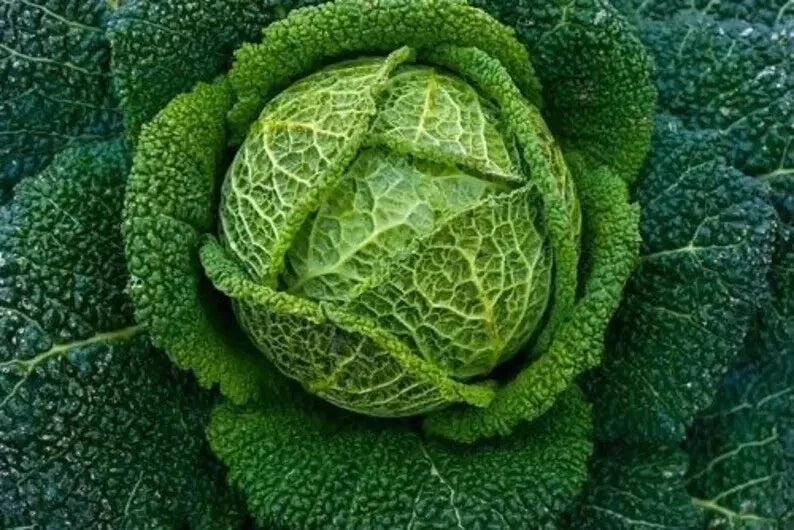 Savoy Perfection Cabbage Seeds Pack of 500+ | Heirloom, Non-GMO Brassica oleracea var. sabauda for Organic Gardening