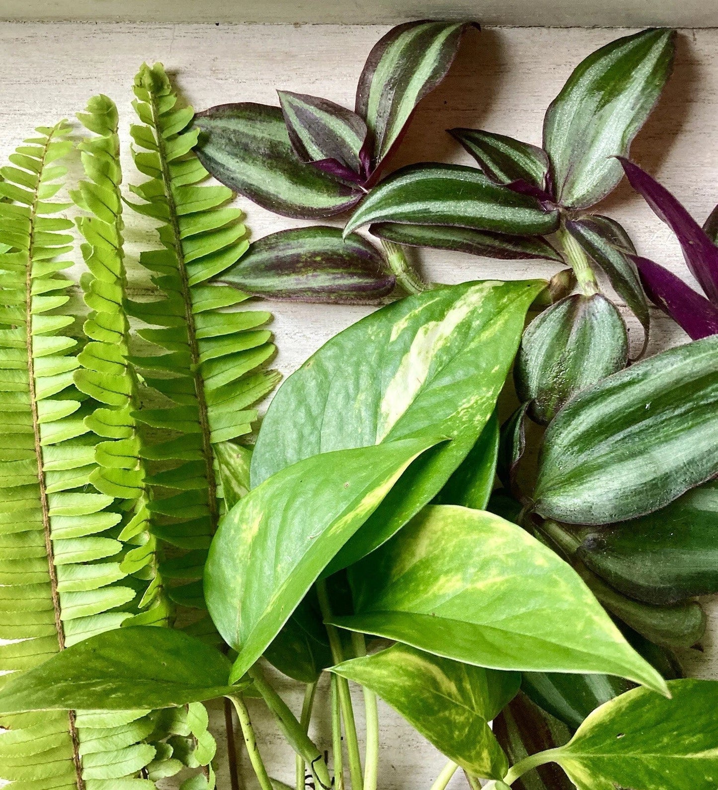 Rooted Plant Cuttings Set of 15 – Pothos, Ferns & Wandering Jew Indoor Plants for Home Decor