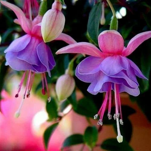 Fuchsia Seeds 50pcs for Potted Flowers & Bonsai | Fuchsia magellanica | Vibrant, Easy to Grow