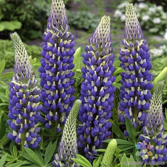 Governor Lupine Seeds Pack - Blue Flowering Perennial - Lupinus polyphyllus - Garden Planting, Attract Pollinators, Full Sun