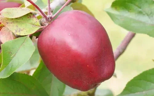Niedzwetzkyana Crabapple Seeds - 25+ Pack for Garden Planting - Malus niedzwetzkyana - Ornamental Fruit & Flowers