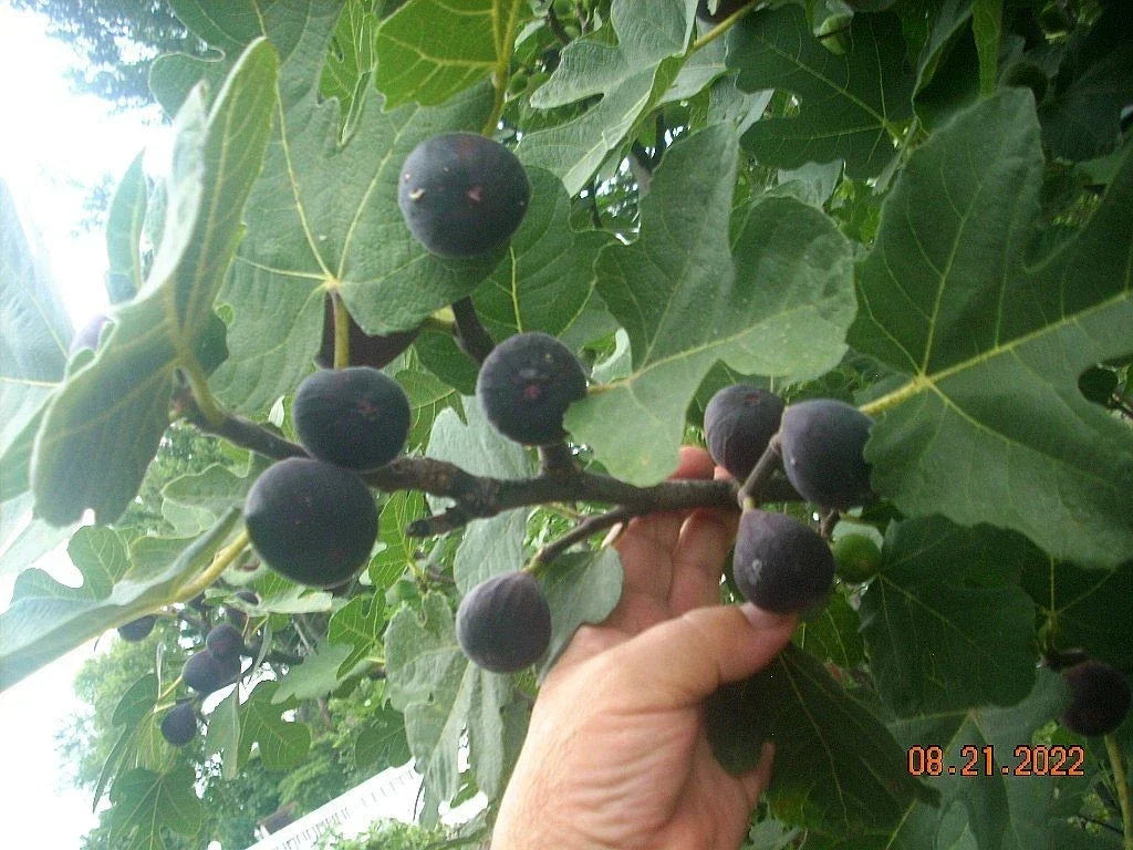 Fig Tree Cuttings Set - 6 Takoma Violet Ficus carica Fruit Tree Propagation, Easy-to-Root, Home Gardening