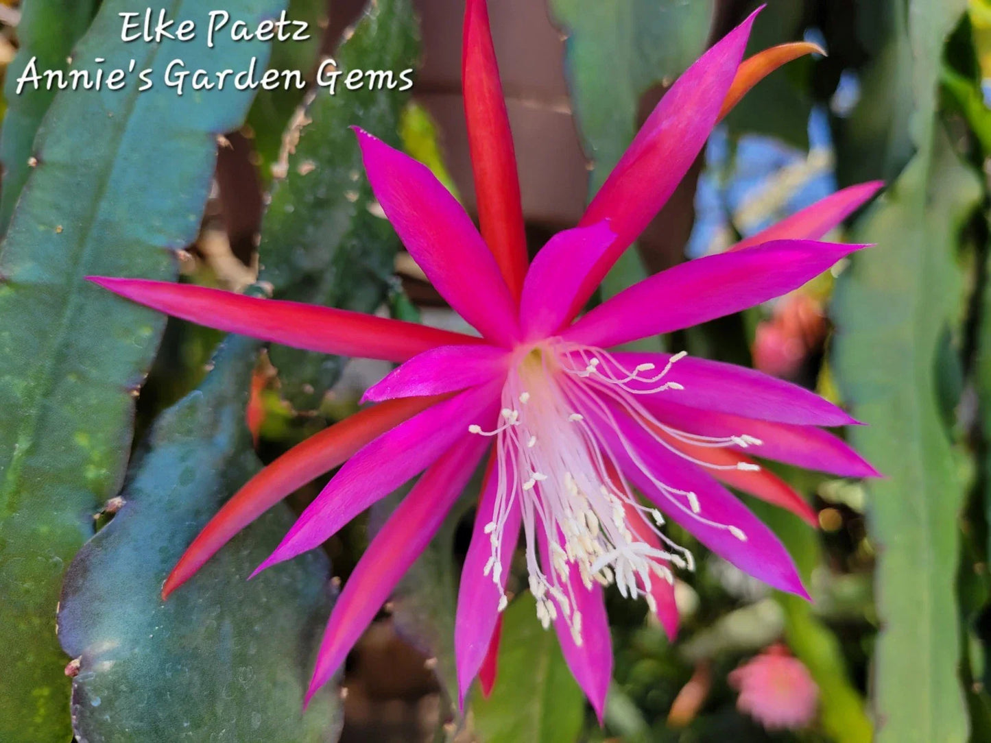 Epiphyllum Cuttings 8-10 inches Elke Paetz Variety Cactus Plant for Propagation and Gardening