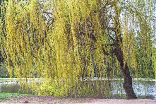 Golden Willow Tree Cuttings 10 Pack - Salix alba 'Vitellina' - Fast-Growing Ornamental Tree for Garden and Landscaping