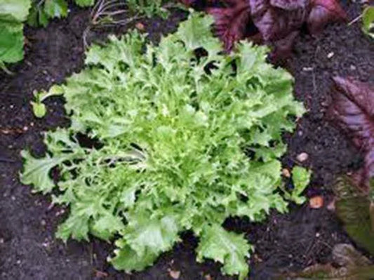 Lettuce Seeds - 50 Heirloom Non-GMO Endive Broadleaf Batavian Organic Garden Vegetable