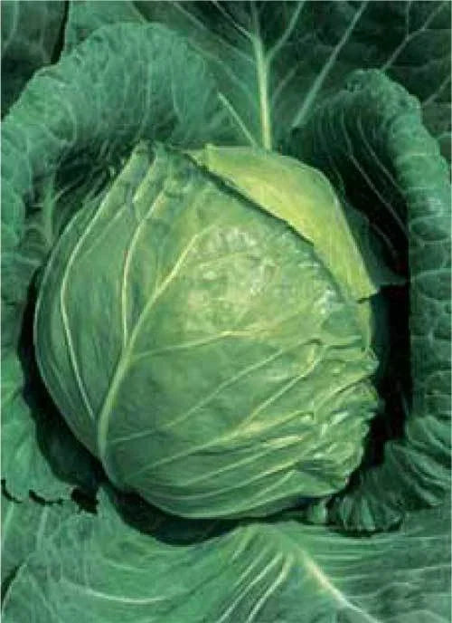 Late Flat Dutch Cabbage Seeds - 150 Non-GMO Brassica oleracea for Large Green Globe Heads, Fall & Winter Gardening