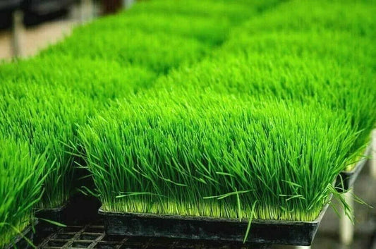 Organic Wheatgrass Seeds 1 LB for Sprouting & Juicing, Triticum aestivum, Non-GMO, Vitamin-Rich, Fast-Germinating