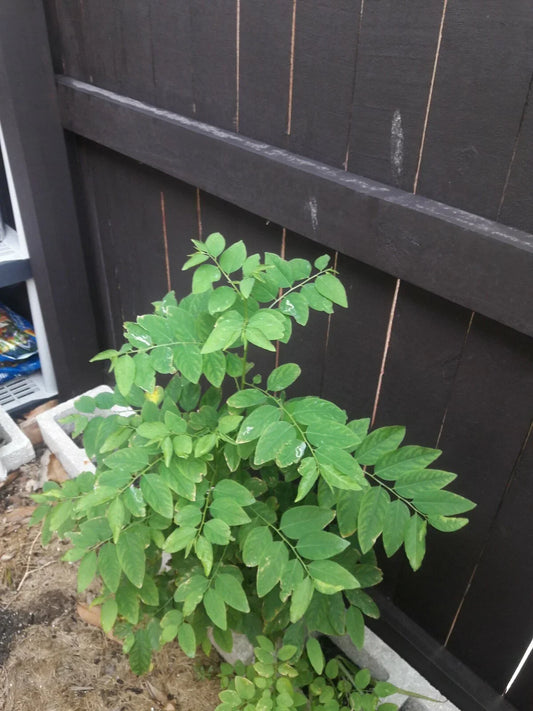 Katuk Cuttings 12 Pack - Sauropus androgynus Sweet Nutty Leaf Plant - 5 Inches