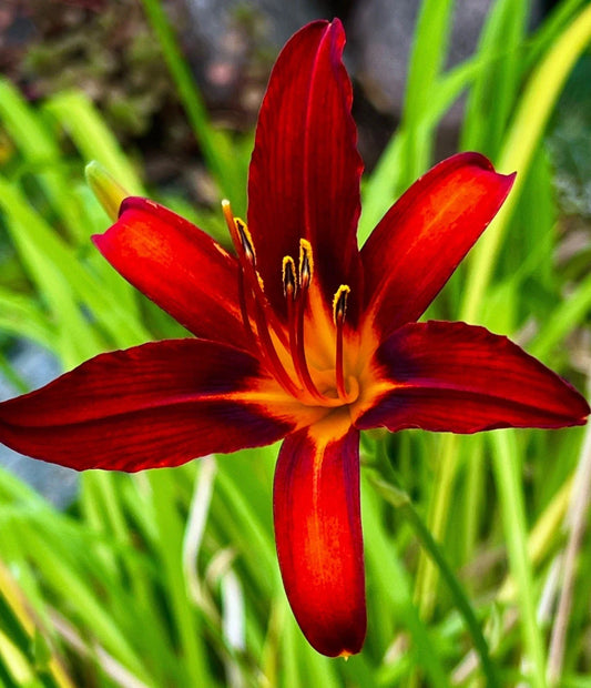 Heirloom Red Daylily Plants 5 Pack – Long Petals, Yellow Throat, Hemerocallis fulva, Perennial, Eco-Friendly, Drought Tolerant