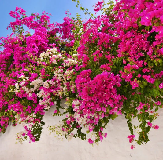 Live Barbara Karst Bougainvillea Plants – 4–6 Inch Soil-Wrapped Roots – Bougainvillea spectabilis – Tropical Garden Flower