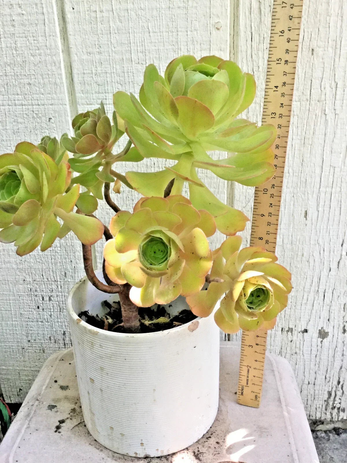 Big Rooted Aeonium Arboreum Succulent, 15" Tall, Green Rosette, Multiple Branches, Potted Plant, Hardy in Zones 9-11