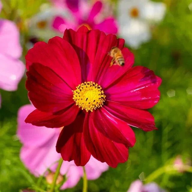 Dazzler Cosmos Seeds - 100 Organic Cosmos bipinnatus Annual Flower Seeds for Garden, Borders, Containers, Vibrant Colors, Free Shipping USA