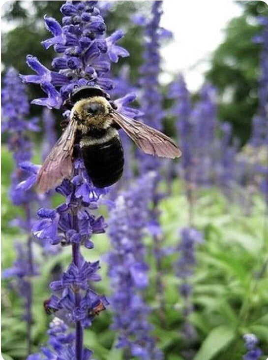 Hyssop Seeds - 200+ Pack for Culinary & Medicinal Use - Hyssopus officinalis Herb for Garden, Pollinator Attractant