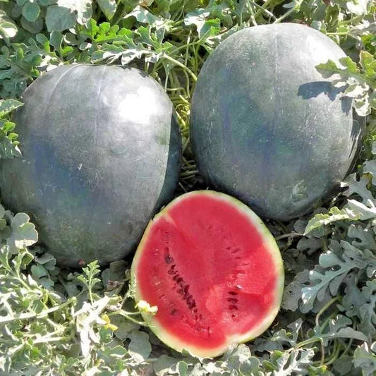 Organic Heirloom Sugar Baby Watermelon Seeds - Citrullus lanatus, 40+ Seeds for Summer Garden, Small Juicy Melons, Non-GMO, Vining, Easy Grow