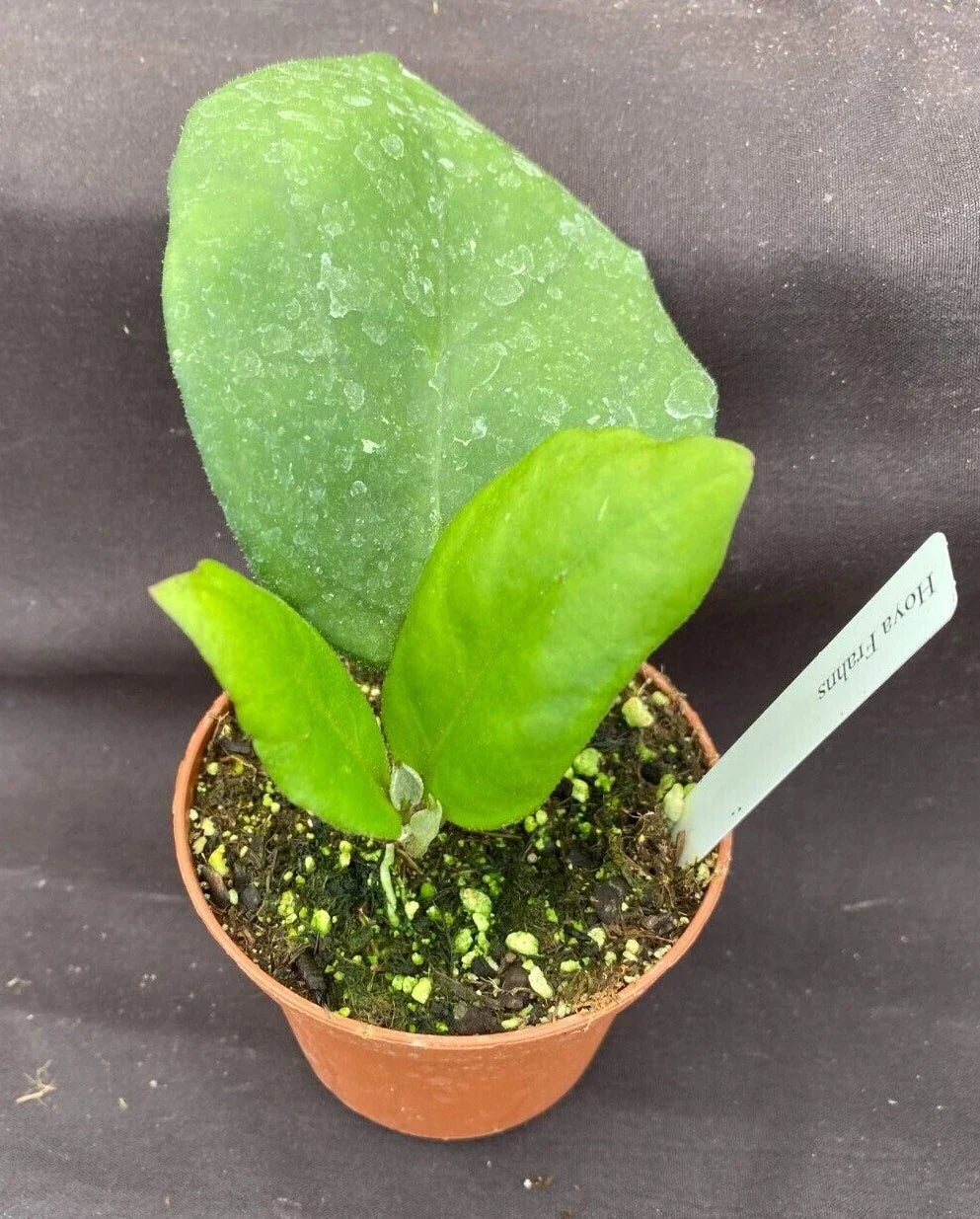 Hoya Frahns Plant - 3" Pot - Hoya Hybrid - Easy Care Indoor Houseplant - Air-Purifying - Ideal for Beginners - Hoya sp. hybrid