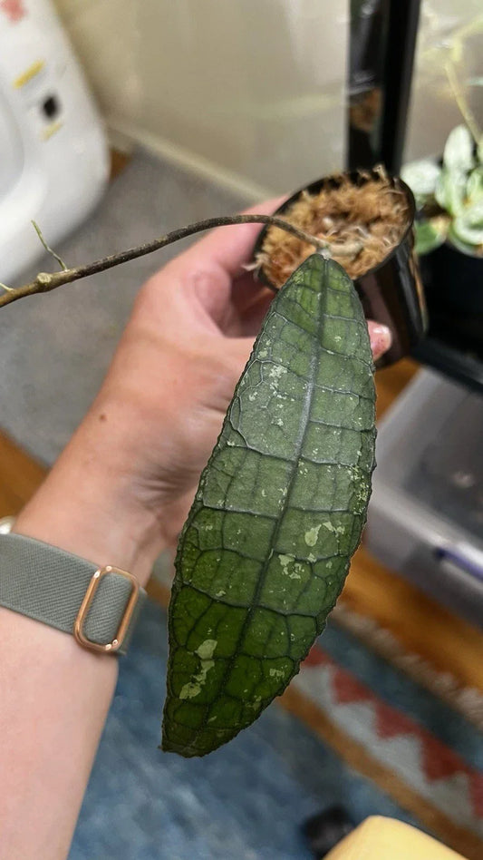 Hoya Clemensiorum Cutting 2in Pot with Red and White Blooms, Easy Care Houseplant, Hoya clemensiorum, Fragrant Foliage