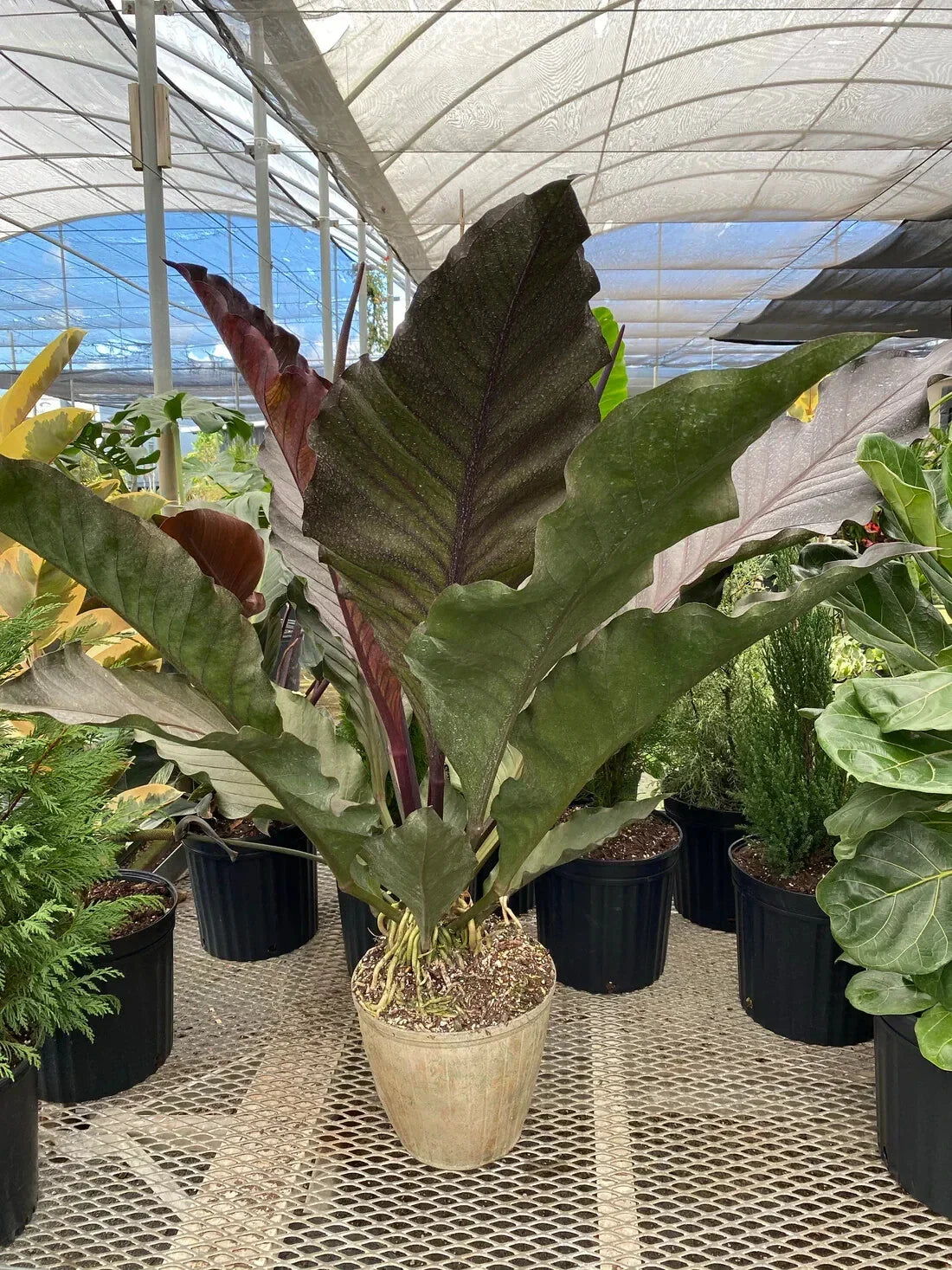 Anthurium sect. Pachyneurium Big Red Bird - Small Well-Rooted Starter Plant with Vibrant Red Flowers