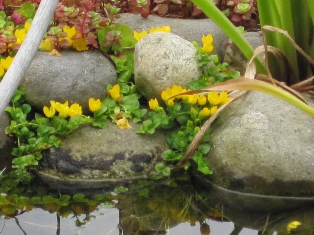 Creeping Jenny Rooted Cuttings - 10 Pack - Marsh Pond Groundcover - Lysimachia nummularia - Hardy, Low Maintenance