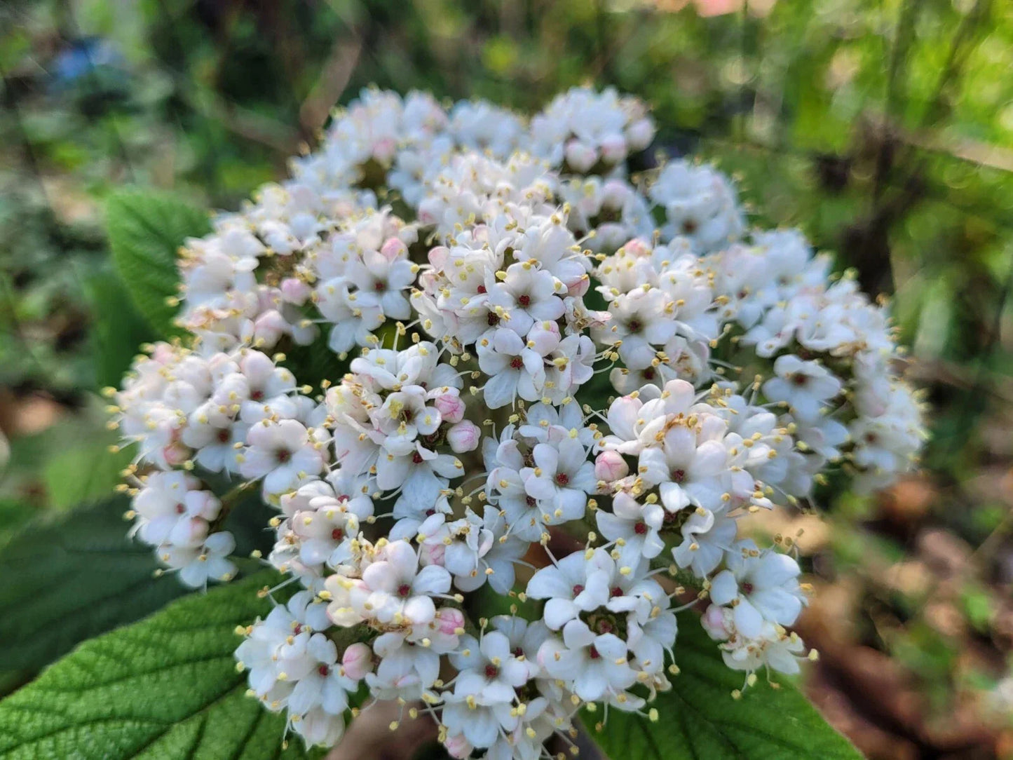 Viburnum Allegheny Cuttings Scions 8+2 for Grafting Flowering Bush Hedge Wind Resistant Viburnum trilobum
