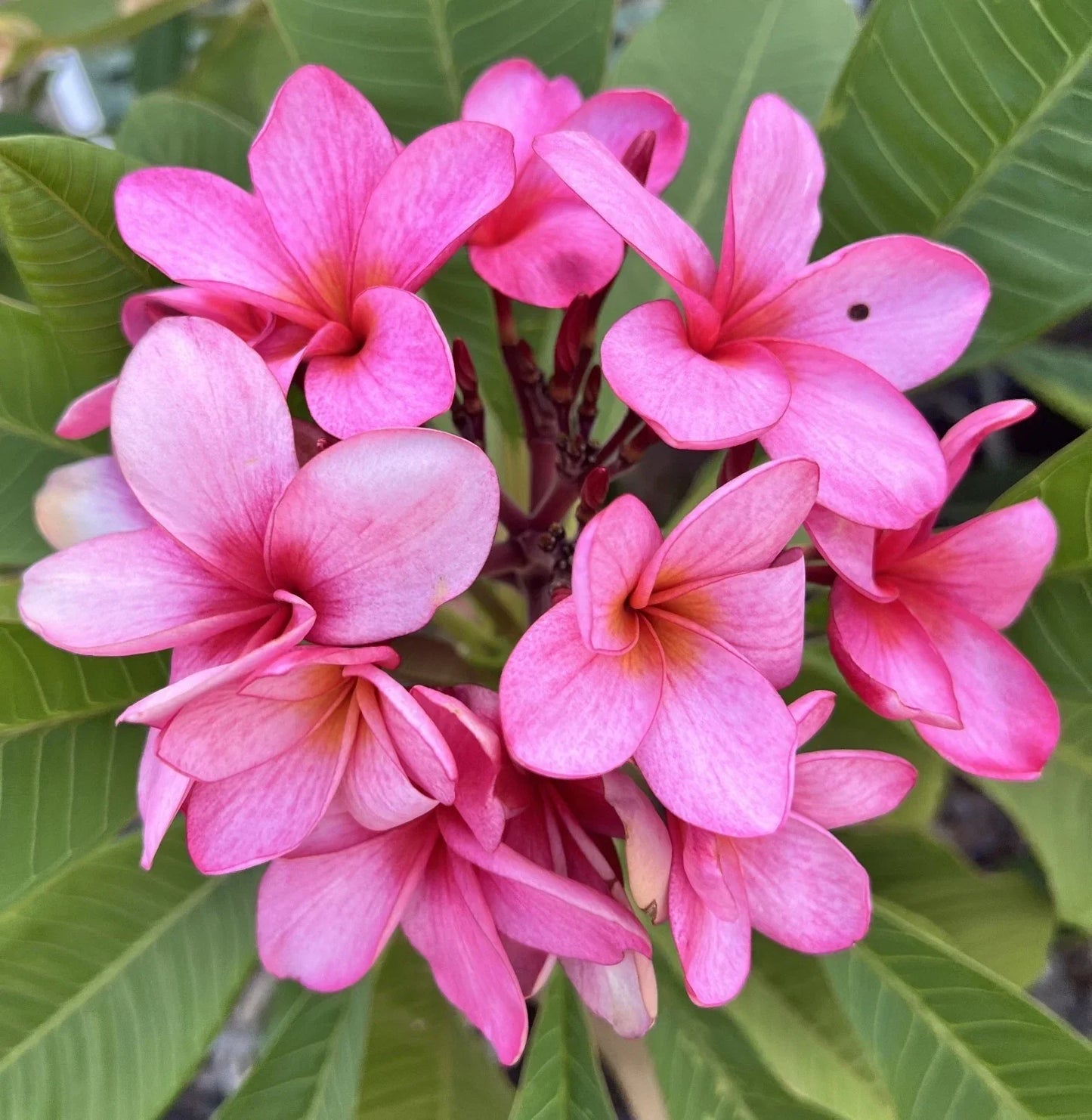 Plumeria Cutting with Grow Tip - Bewitched Variety - Frangipani Propagation - Tropical Garden Plant - Plumeria spp.