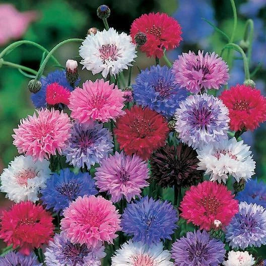 Dwarf Cornflower Seeds | Bachelor Button Mix | Non-GMO Heirloom | 400 Seeds | Centaurea cyanus | Vibrant Cutflower Pack