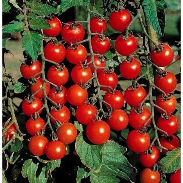 Small Cherry Tomato Seeds - Heirloom Organic Non-GMO Solanum lycopersicum, Bite-Sized, Sweet, for Home Gardens & Containers