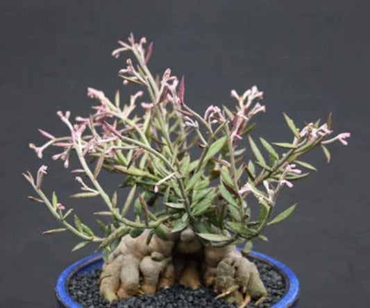 Monadenium Rubellum Seeds – 5 Caudex Succulent Seeds for Indoor Gardening, Rare Red Stem Plant, Easy to Grow, Unique Indoor Succulent