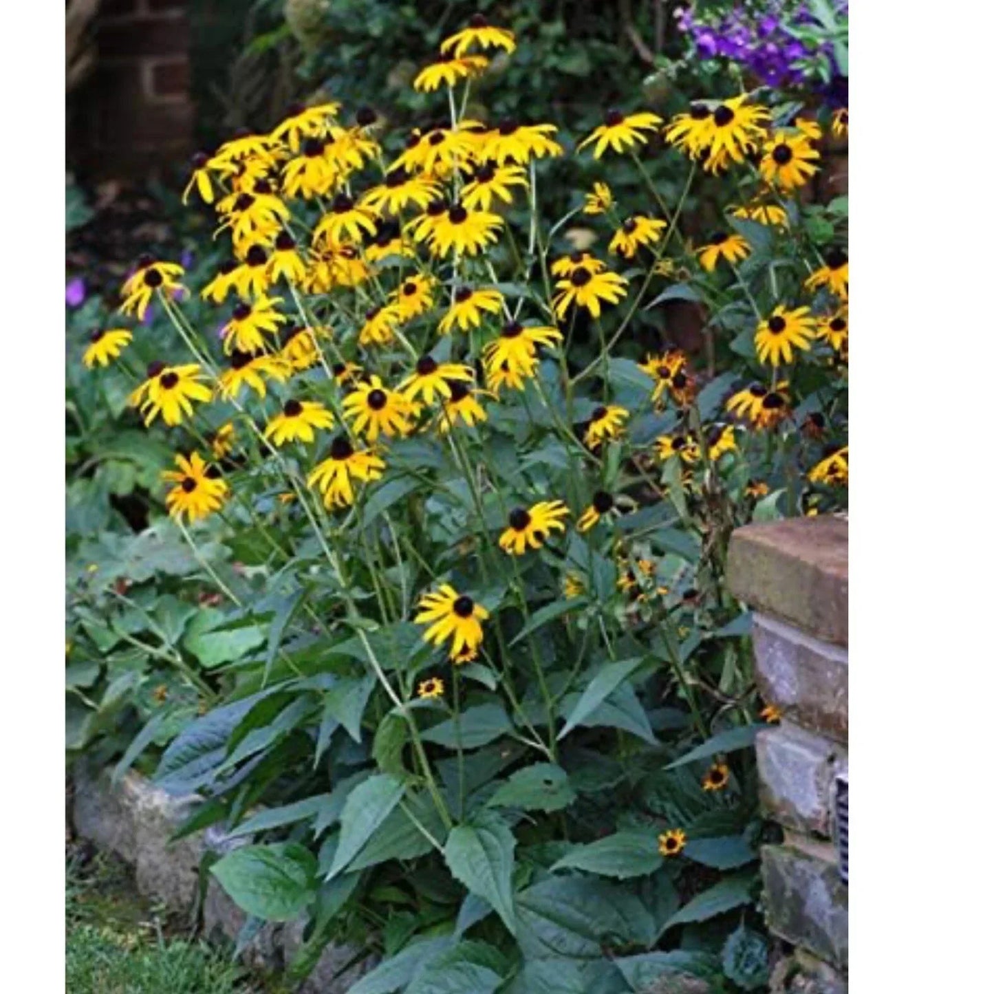 Black Eyed Susan Seeds, Rudbeckia hirta, Non-GMO Flower Seeds, Perennial Wildflower Seeds, Bright Yellow Blooms, Butterfly Attractant