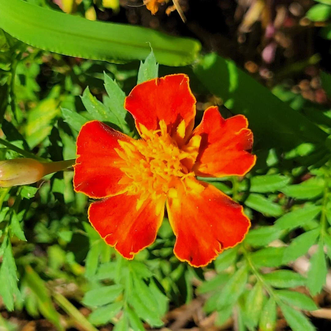 French Marigold Seeds | 25 Pack | Tagetes Patula | Edible Companion Plant & Pest Repellent