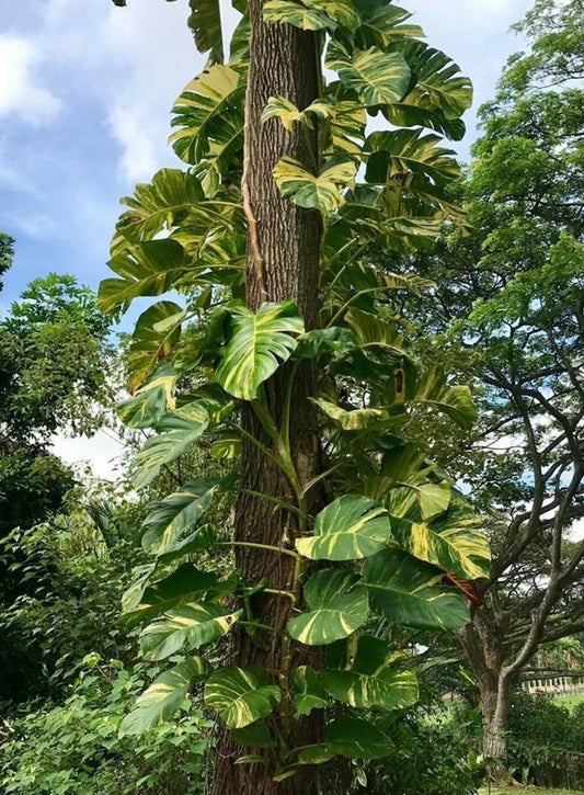 Golden Queen Pothos Vine 24" Long - Rooted Epipremnum aureum, Variegated Houseplant, Indoor Plant, Green and Gold Leaf Decor