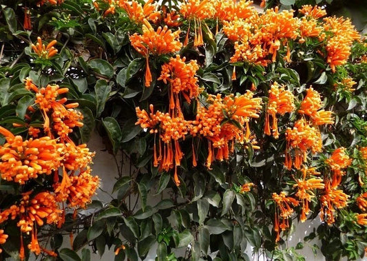 Phyrostegia Vine Starter Plant - Small Rooted Florida Flame Variety - Hummingbird-Attracting Garden Climber