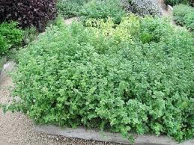 Organic Greek Oregano Seeds - Heirloom Culinary Herb - Origanum vulgare subsp. hirtum - Easy to Grow for Home Gardeners