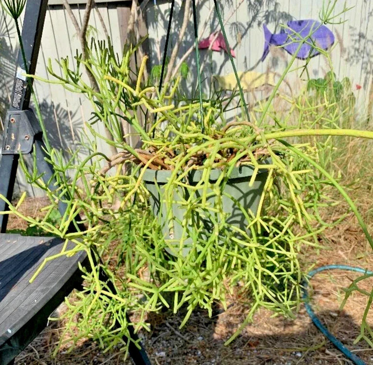 Fresh Rhipsalis Porto Alegre Cuttings – Succulent Plant Propagation Material – Unique Cactus Trailing Stems