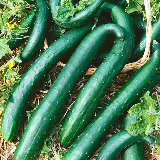 Green Dragon Burpless Cucumber Seeds Pack of 50 | Heirloom, Cold Weather, Organic Cucumis sativus