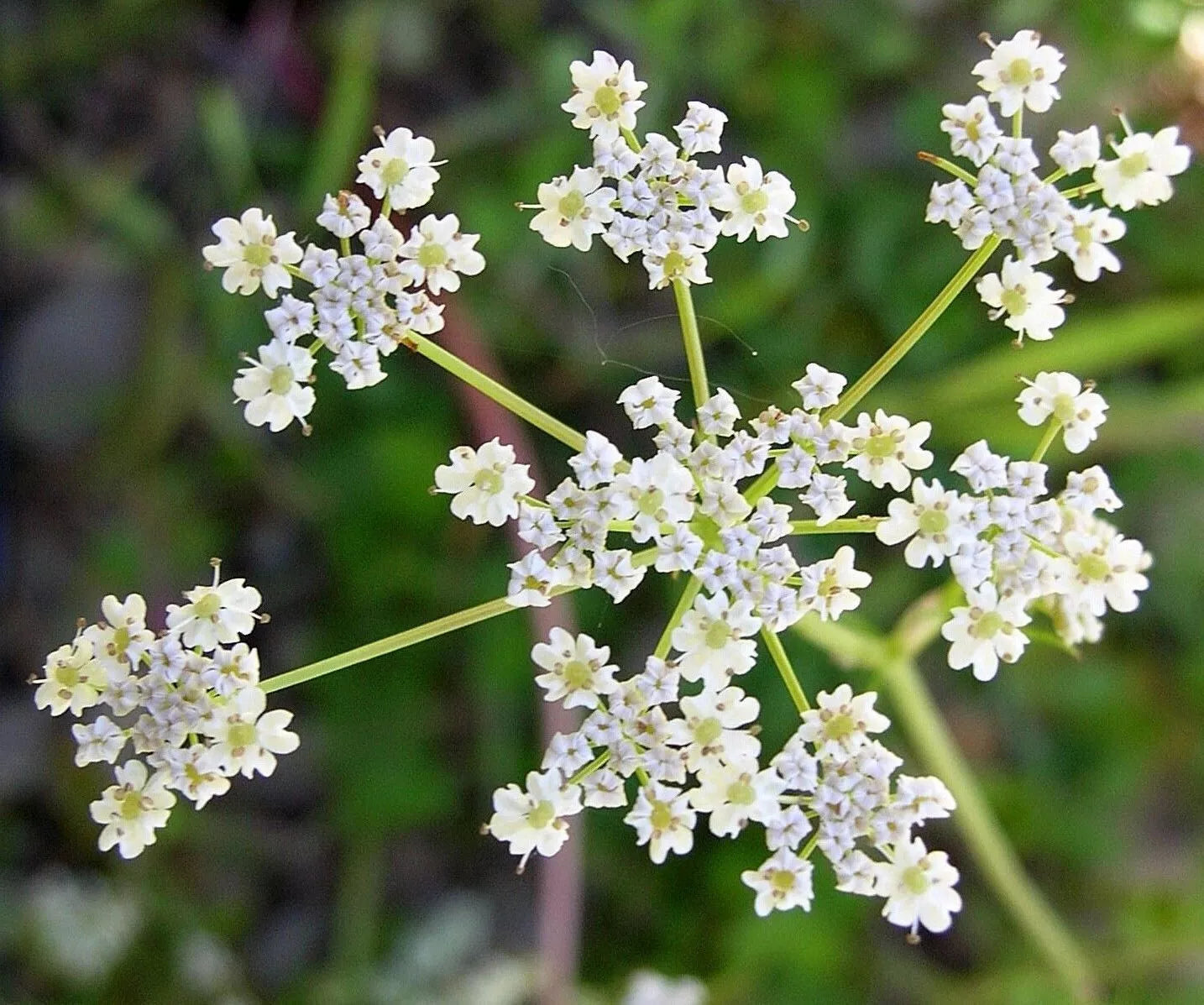 Cumin Herb Seeds - Tex Mex Variety, Non-GMO, Culinary Seeds for Gardening, Cuminum cyminum
